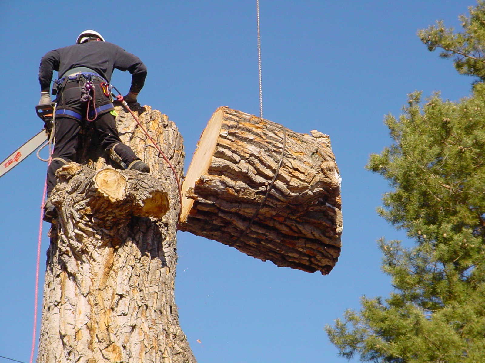 Trunk section lowered on a rope past a wall