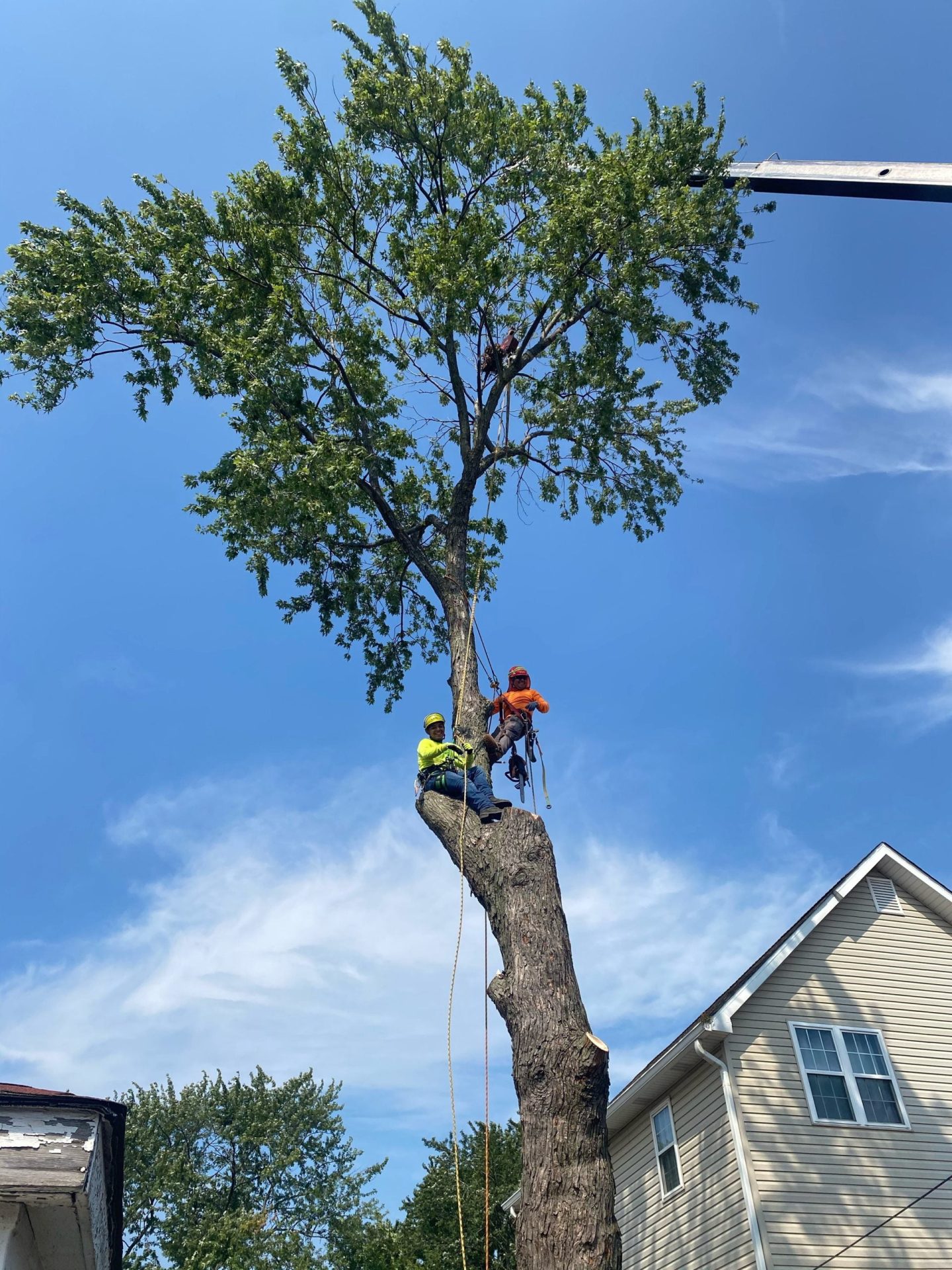 Climber in a large tree above a house roof, rigging line visible