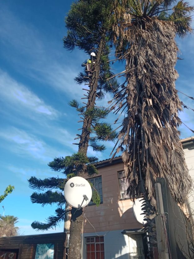 Choosing the Right Tree for Your Cape Town Garden