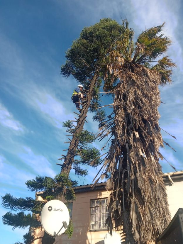 Methods of Felling Trees: Straight Fell, Sectional and Rigging