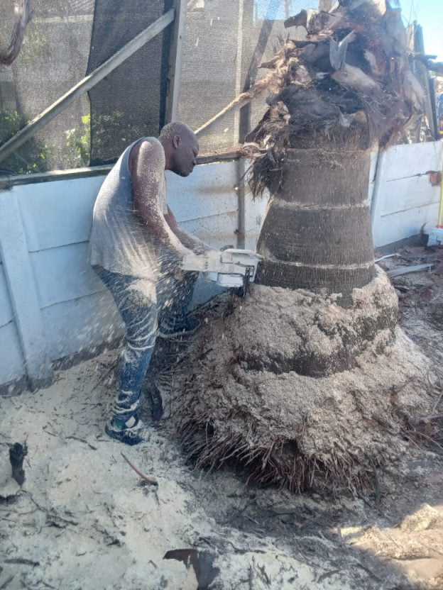 How to Choose a Tree Felling Company in Cape Town