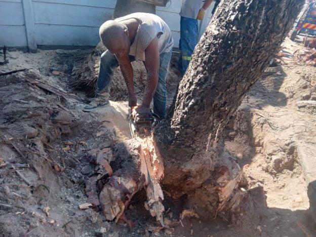 The Importance of Insured Tree Felling and How to Check Cover