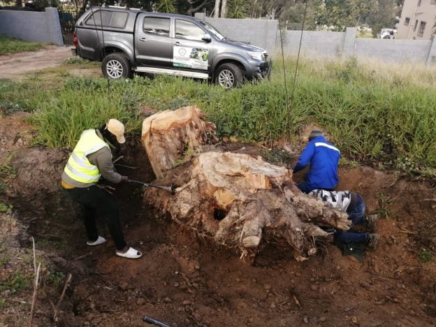 Fire Risk, Trees and Invasive Aliens in Cape Town