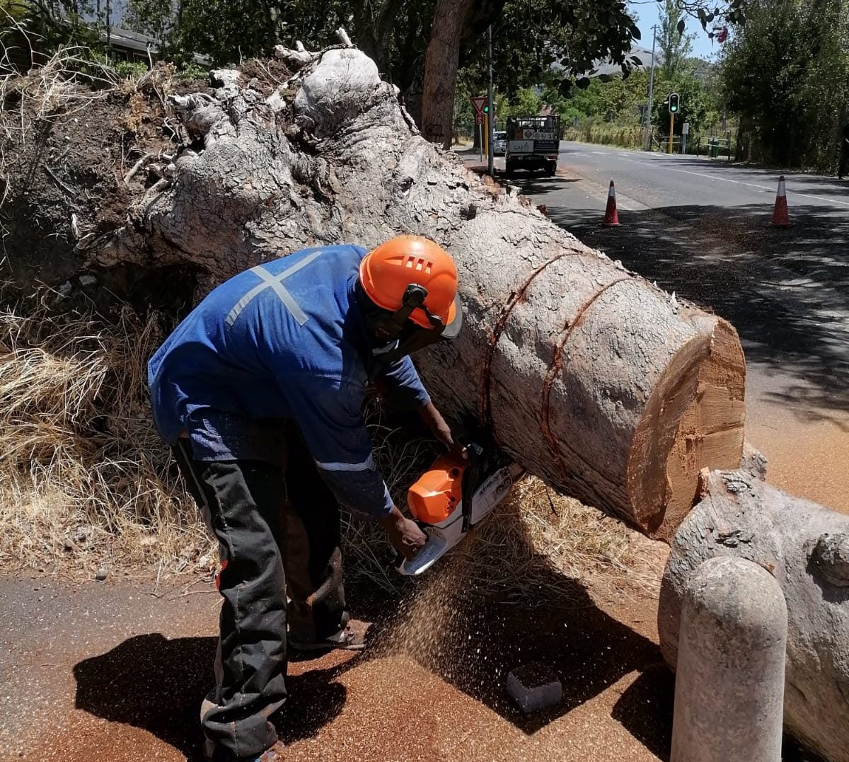 Stump Removal Stellenbosch | Golden Tree Fellers In Cape Town