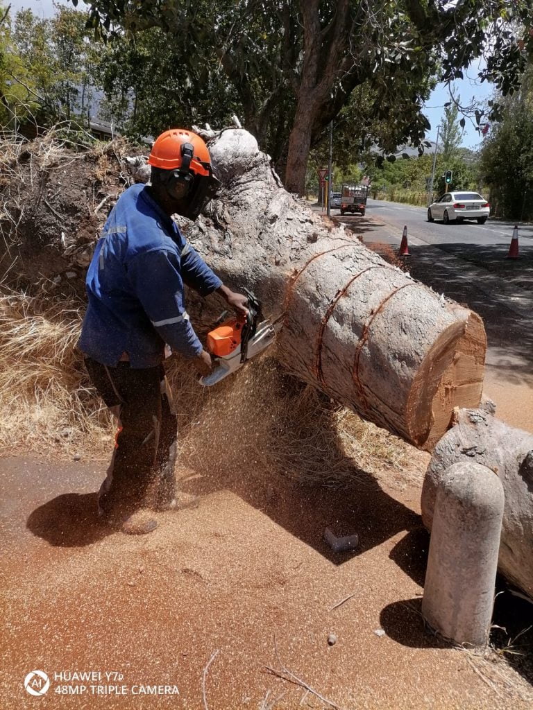 Expert Tree Felling Stellenbosch