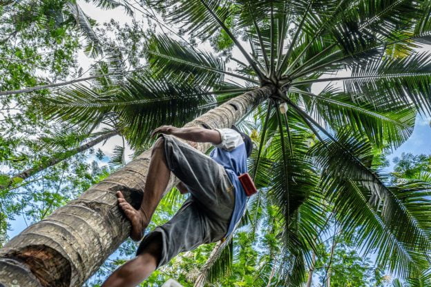 Tree felling safety: the risks, the kit and why DIY goes wrong