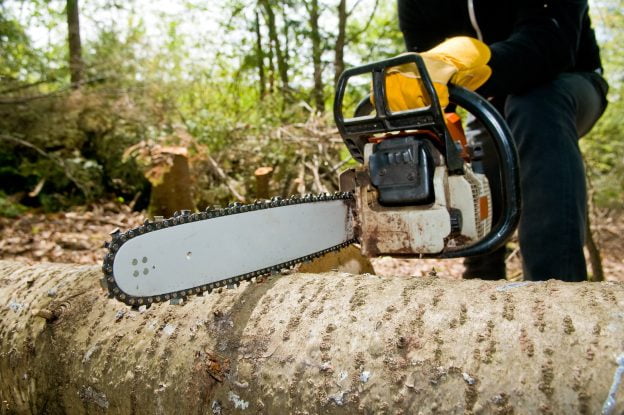 Tree felling prices in Cape Town: what a job costs and why