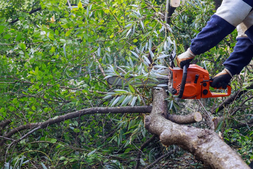 Tree Trimming and Pruning Stellenbosch | Golden Tree Fellers